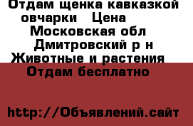 Отдам щенка кавказкой овчарки › Цена ­ 100 - Московская обл., Дмитровский р-н Животные и растения » Отдам бесплатно   